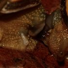 (5) Paarungen der Schwarzmündigen (Hain-)Schnirkelschnecke (Cepaea nemoralis)