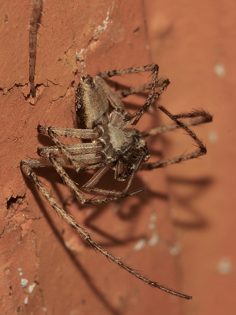 (5) PHILODROMUS MARGARITATUS - Für Anna-Dora Sartorio, unsere "grande dame" der Naturfotografie, ...