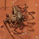 (5) PHILODROMUS MARGARITATUS - Für Anna-Dora Sartorio, unsere "grande dame" der Naturfotografie, ...