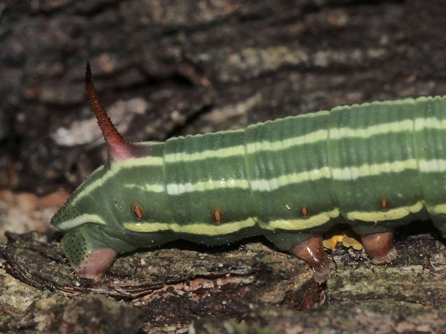 (5) Raupe des Kiefernschwärmers (Sphinx pinastri) - L4