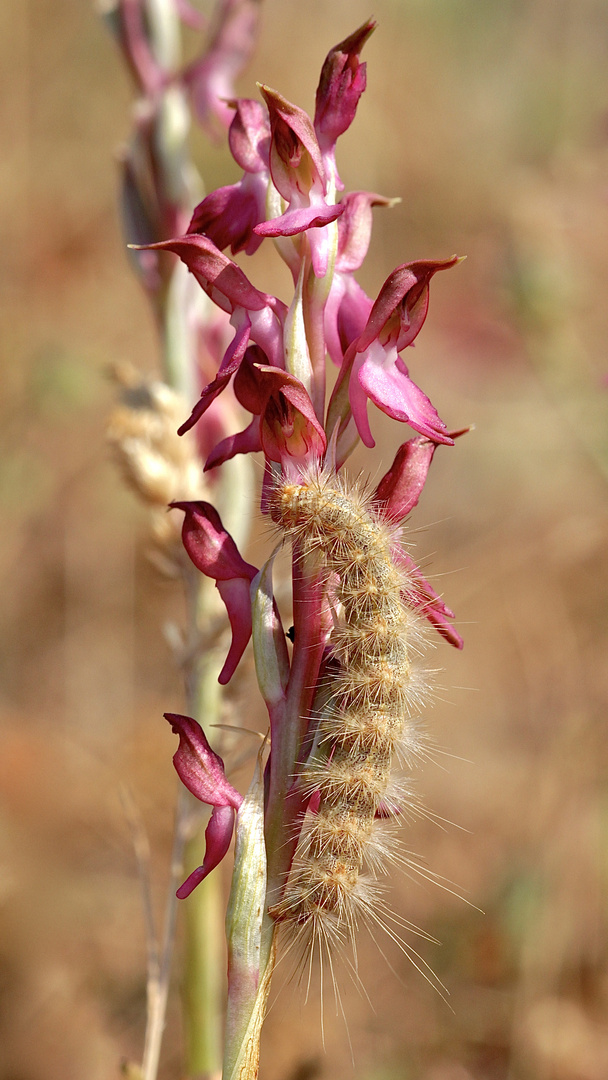 (5) RAUPEN AN ORCHIDEEN ...