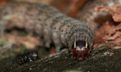 (5) Raupen der Schwarzgefleckten Wintereule = Feldholz-Wintereule (Conistra rubiginosa))