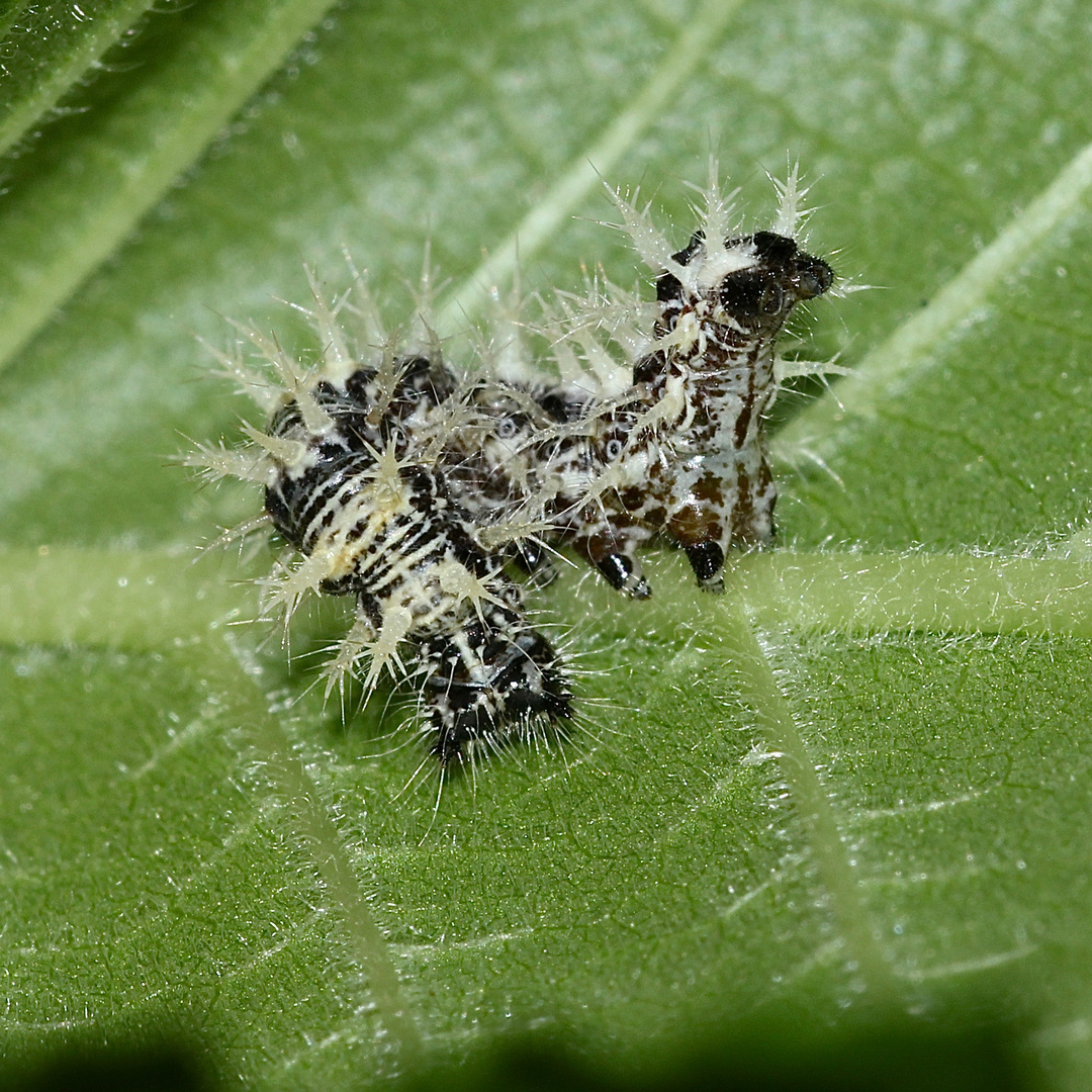 (5) Raupen und eine Puppe des C-Falters (Polygonia c-album)