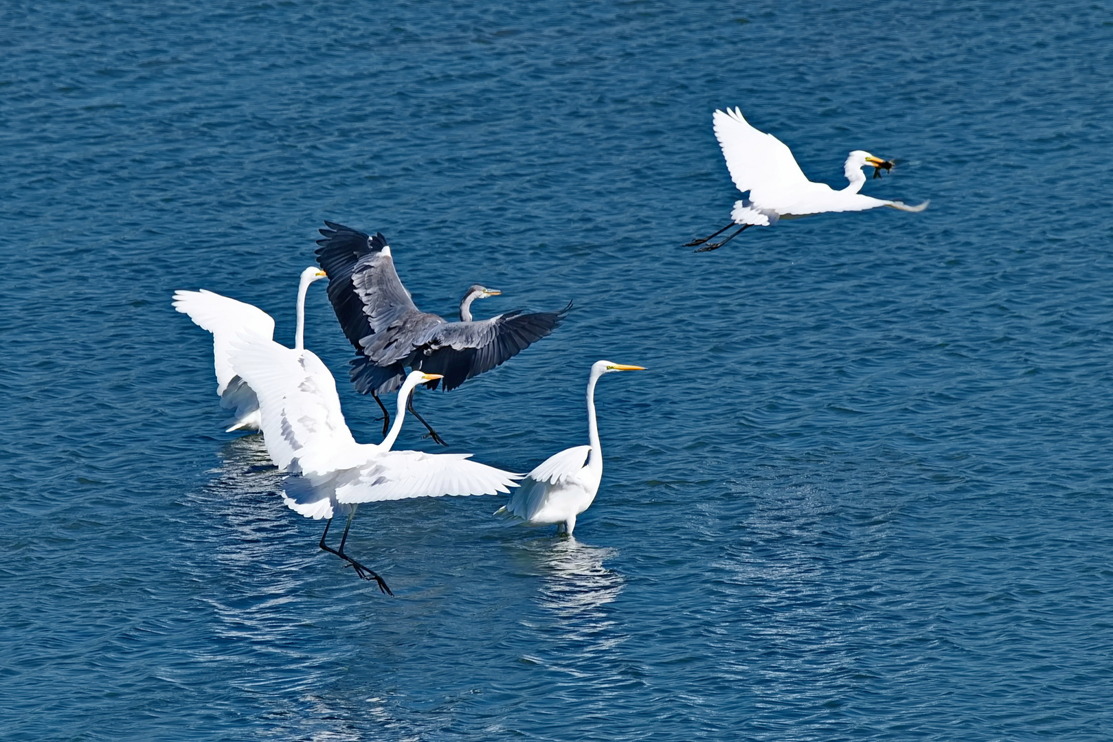 5 Reiher und ein Fisch