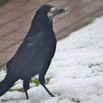 (5)  Saatkrähe (Corvus frugilegus) 