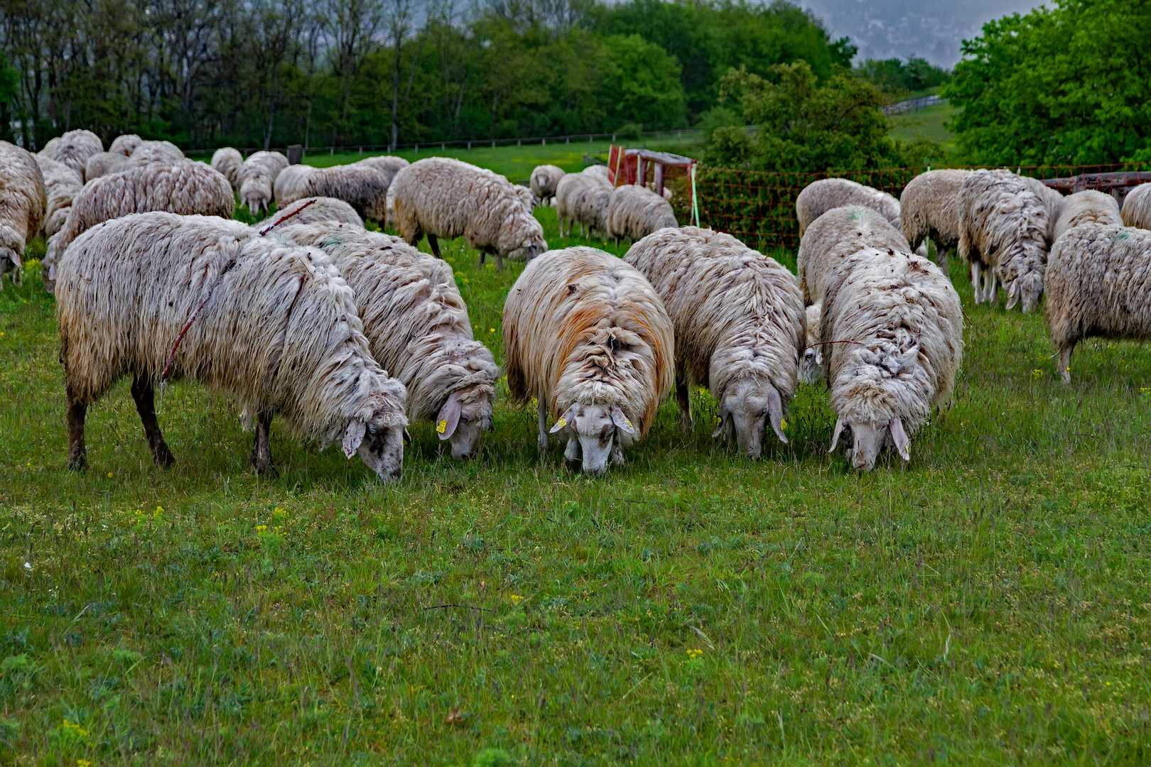 5 Schafe bei ihrer Arbeit