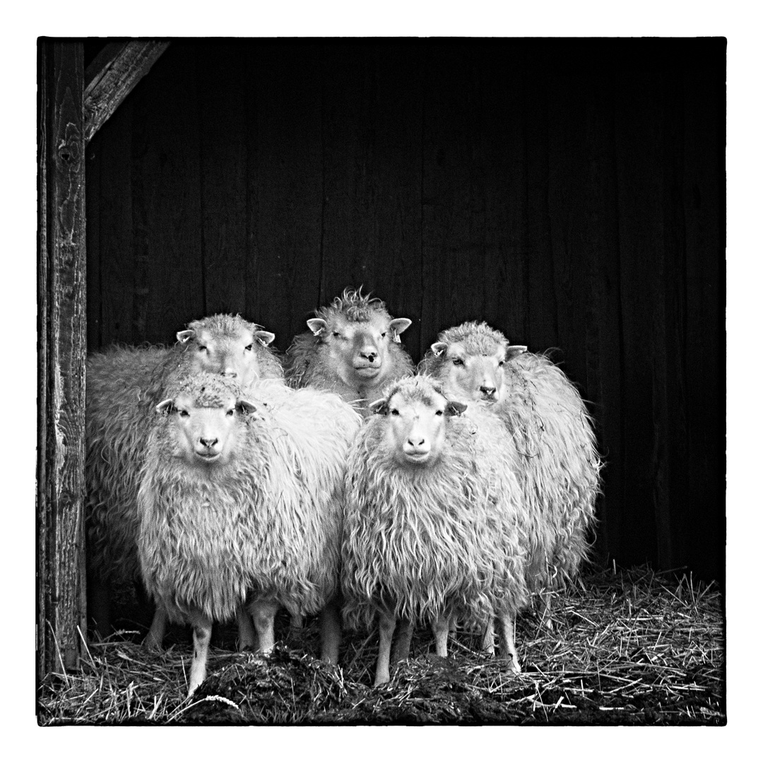 5 Schafe