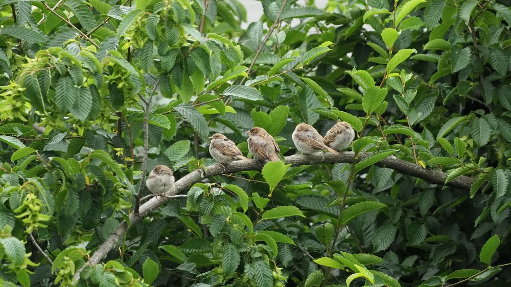 5 schlafende Sperlinge (Spatzen)