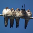 5 Schwälblein in der Morgensonne