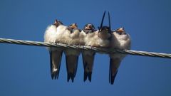 5 Schwälblein in der Morgensonne