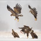 5 Seeadler