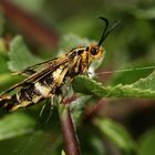 (5) Seitenansicht des winzigen, bunten Schmetterlings