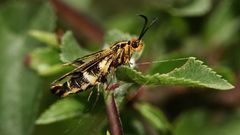 (5) Seitenansicht des winzigen, bunten Schmetterlings