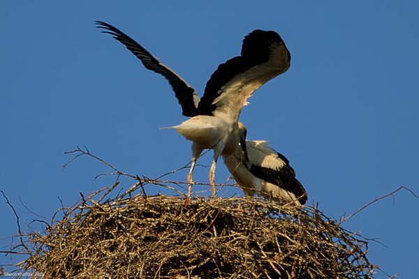 5 - Sequenza dall'attesa alla merenda ed infine alle prove di volo