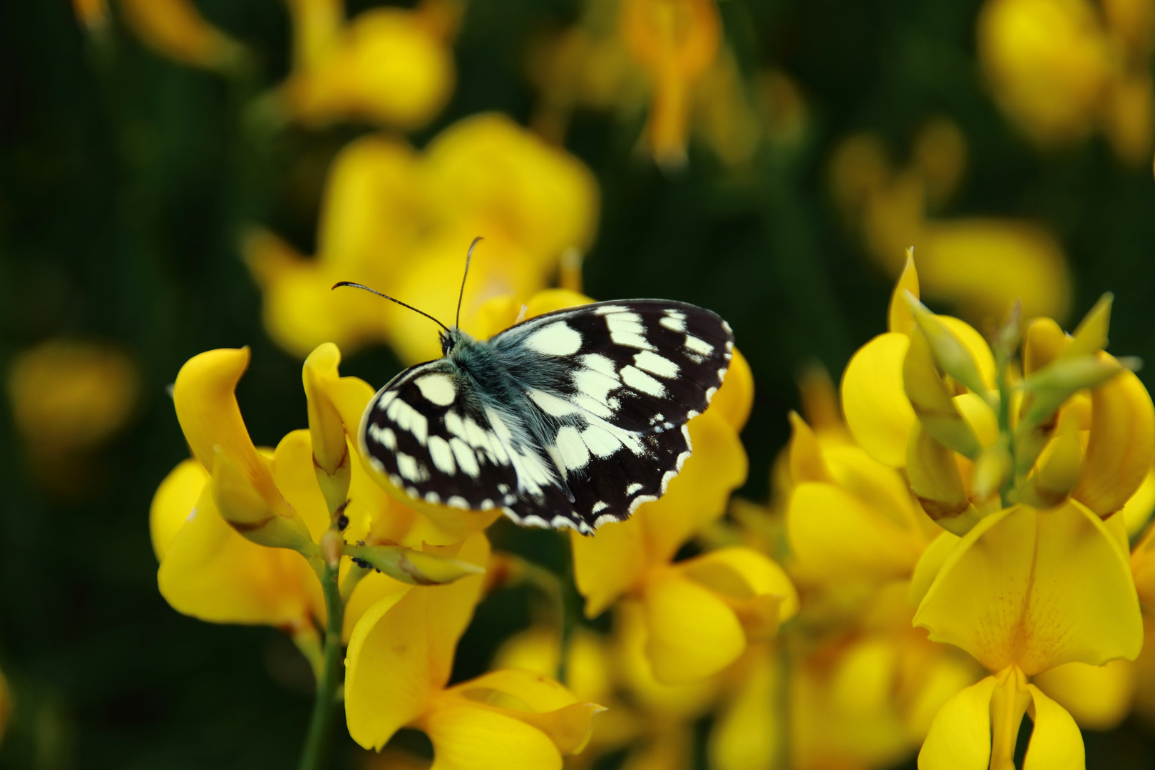 5 Sessarego - Ginestre