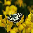 5 Sessarego - Ginestre