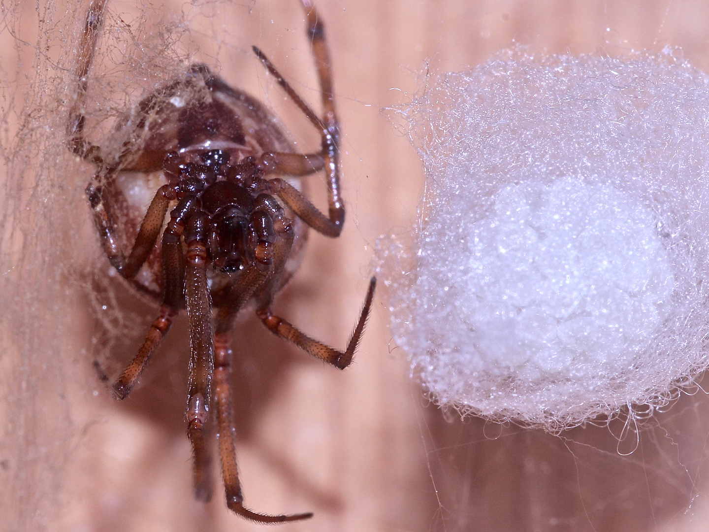 (5) Steatoda triangulosa, eine Kugelspinne (Fam. Theridiidae)