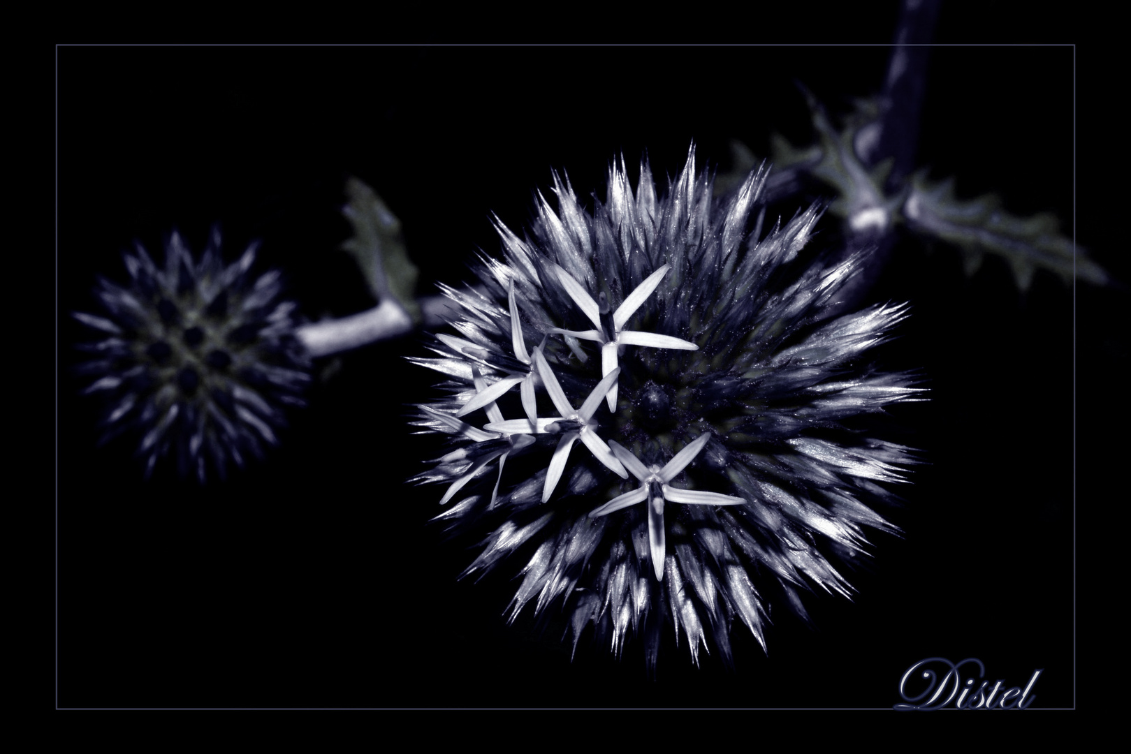 5-Sterne-Distel ;-)