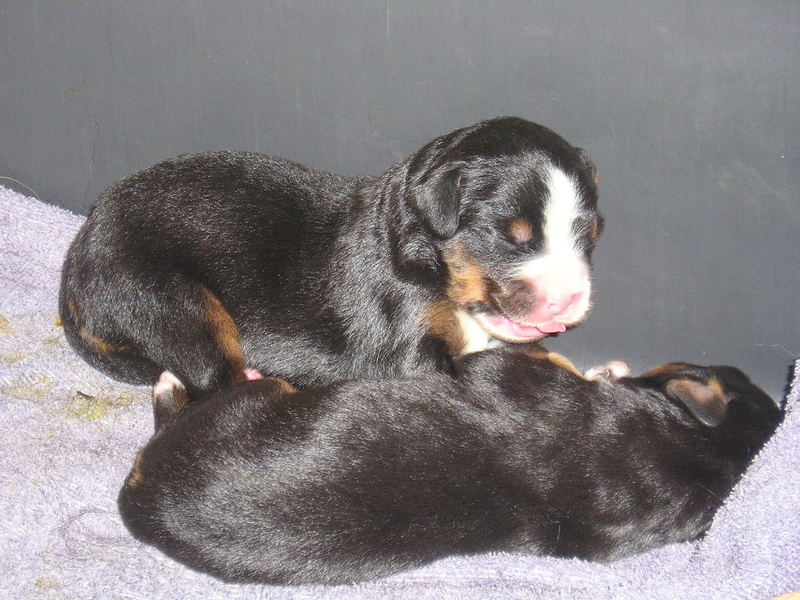 5 Tage alter Berner :-)