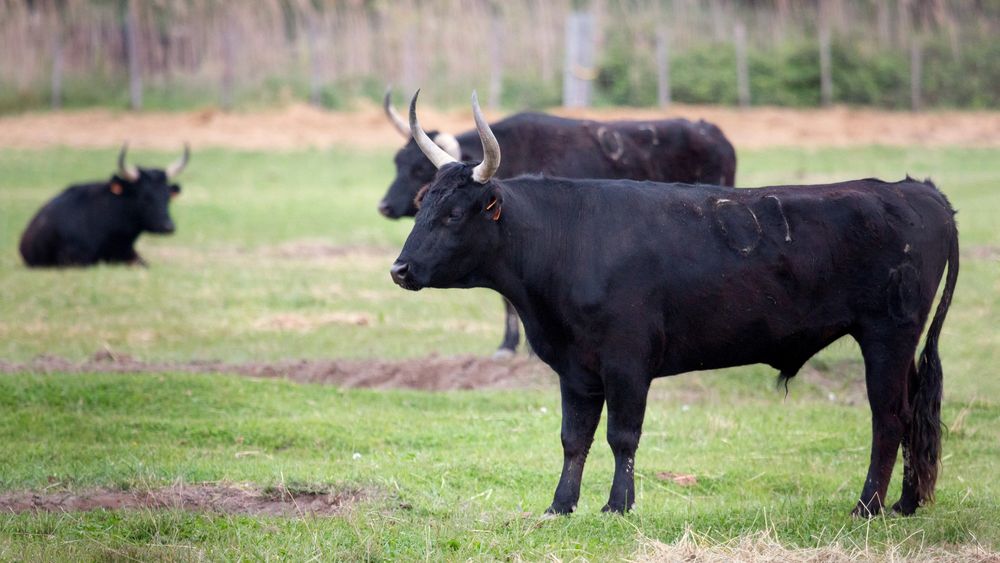 5 Taureaux de Camargue