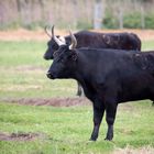 5 Taureaux de Camargue