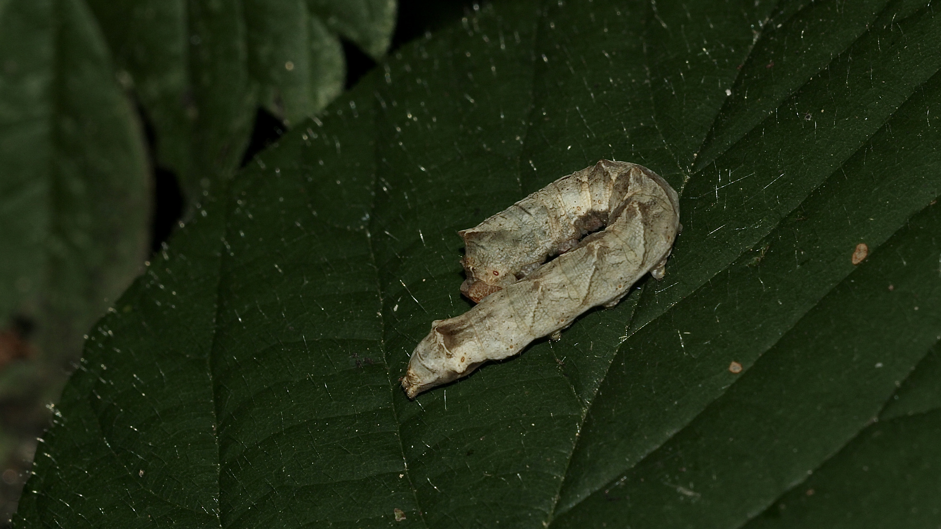 (5) Thyatira batis, die Roseneule (Fam. Drepanidae, Sichelflügler)