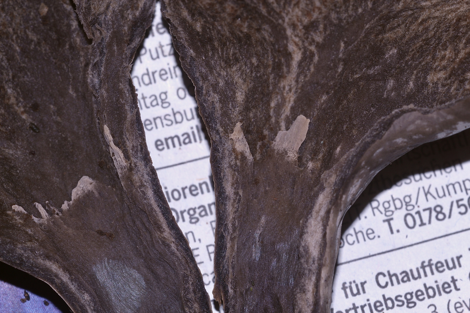 (5) Totentrompete (Craterellus cornucopioides) Foto & Bild natur