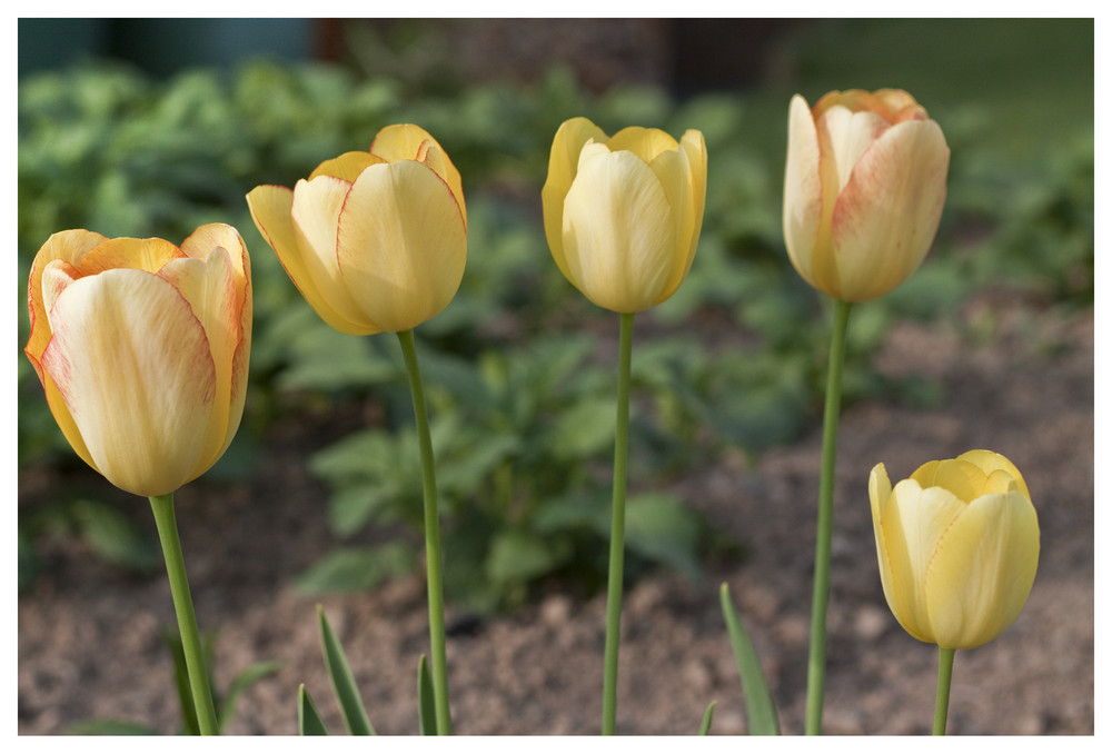 ° 5 Tulpen °