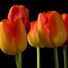 5 Tulpen