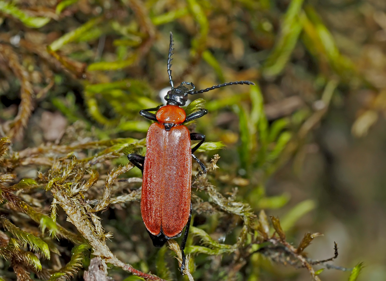 5. und letztes Foto: Imago: der Scharlachroter Feuerkäfer (Pyrochroa coccinea) 