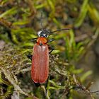 5. und letztes Foto: Imago: der Scharlachroter Feuerkäfer (Pyrochroa coccinea) 