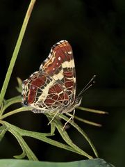 (5) Unterschiedliche Färbungen der Sommerform des Landkärtchens (Araschnia levana f. prorsa)    