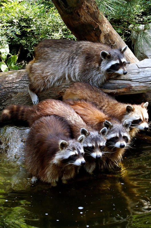 5 Waschbären auf einen Streich