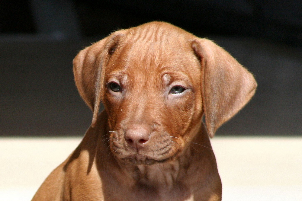 5 weeks old livernose ridgeback pup