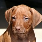 5 weeks old livernose ridgeback pup