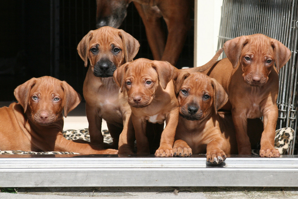 5 weeks old Rhodesian ridgeback puppies