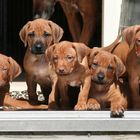 5 weeks old Rhodesian ridgeback puppies