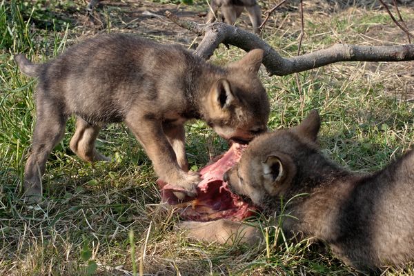 5 Wochen alte Grauwölfe