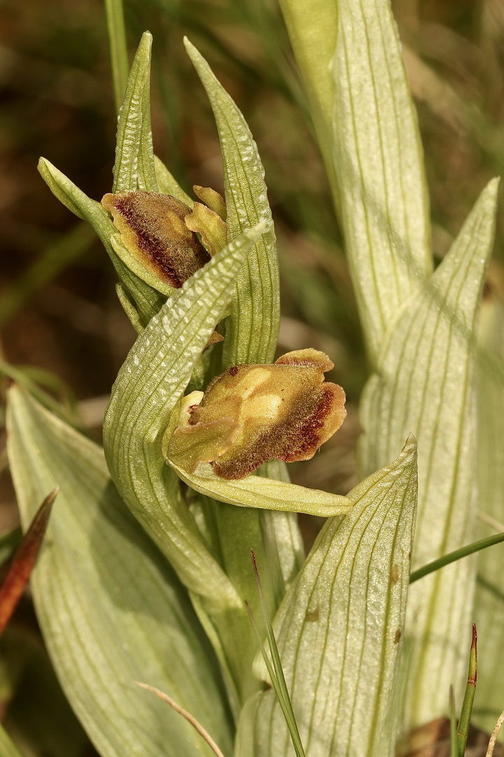 (5) Zwei sich soeben öffnende Blüten der Spinnen-Ragwurz (Ophrys sphegodes)