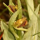 (5) Zwei sich soeben öffnende Blüten der Spinnen-Ragwurz (Ophrys sphegodes)