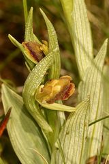 (5) Zwei sich soeben öffnende Blüten der Spinnen-Ragwurz (Ophrys sphegodes)