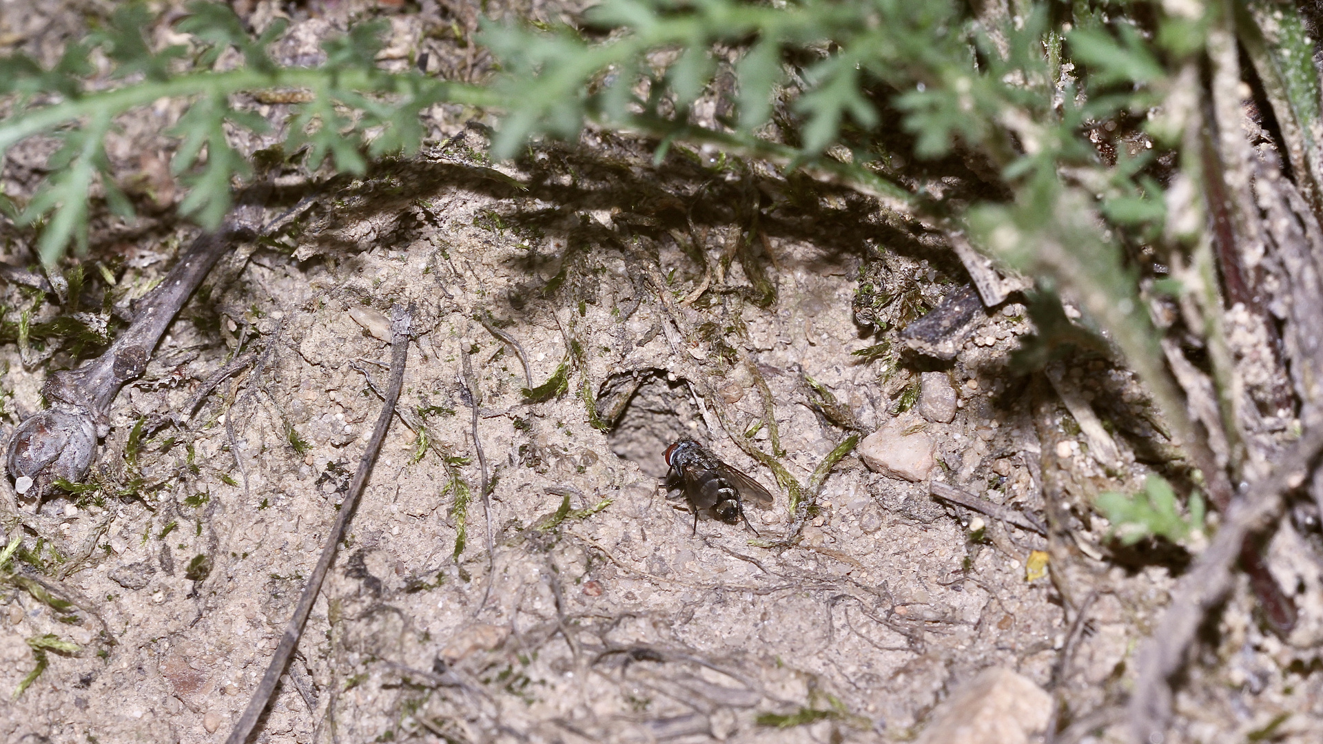 (50) "Beifang" aus der Wildbienenkolonie in Neukappl/Opf., Sommer 2019