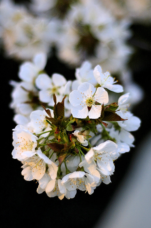 50 | Frühling | Kirschblüte #4