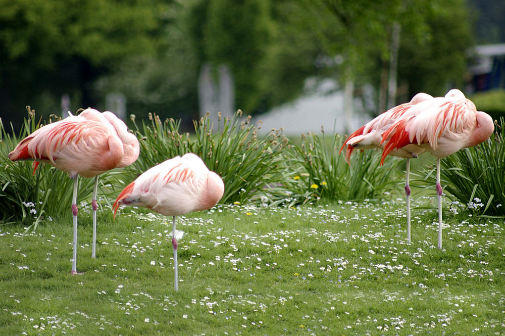 50 Jahre Westfalenpark