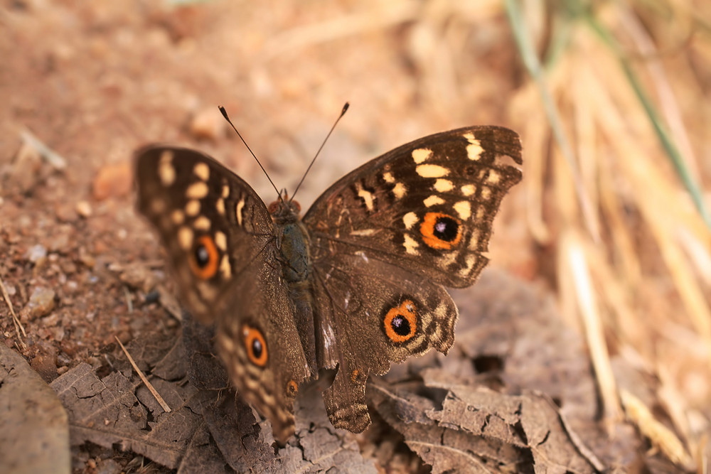 50 KB Bild - Schmetterling in Bangalore, Indien