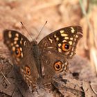 50 KB Bild - Schmetterling in Bangalore, Indien