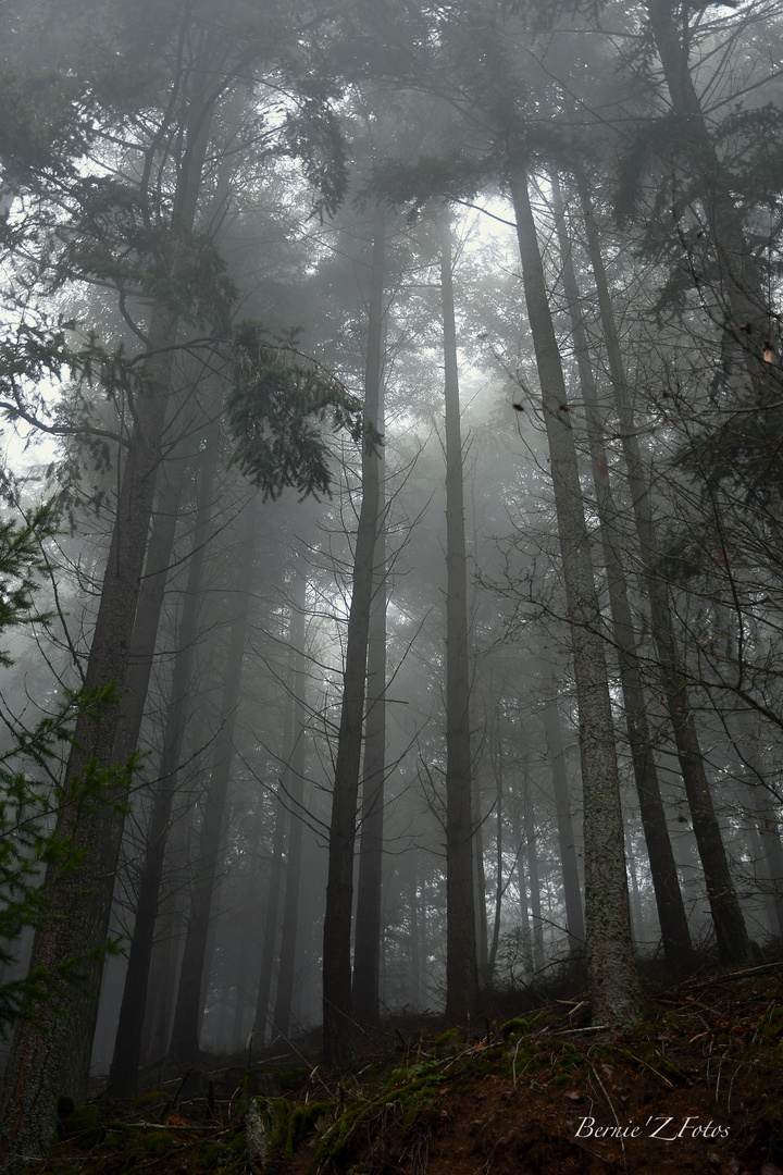 50 nuances dans le gris