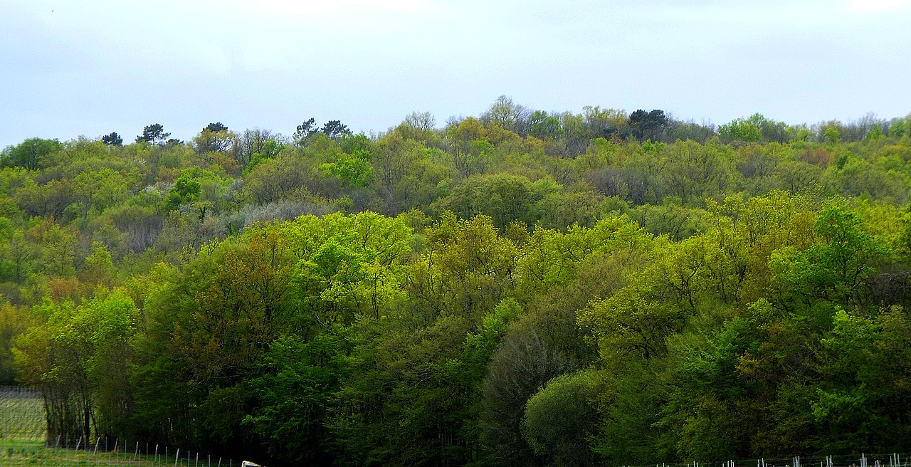 50 nuances de green.