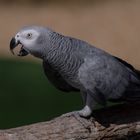 50 nuances de gris (Psittacus erithacus, gris du Gabon)