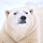 50 shades of polar bear